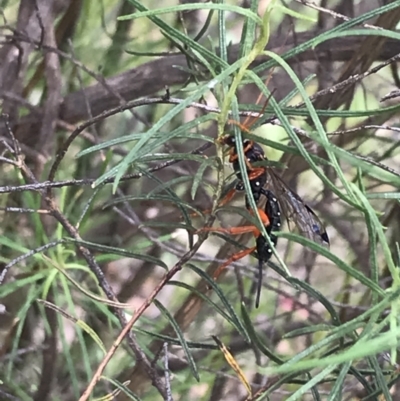 Echthromorpha intricatoria (Cream-spotted Ichneumon) at Hughes, ACT - 20 Oct 2021 by Tapirlord