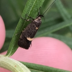 Leistomorpha brontoscopa at Garran, ACT - 20 Oct 2021 01:40 PM