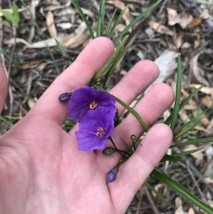 Solanum linearifolium at Hughes, ACT - 20 Oct 2021