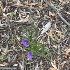 Solanum linearifolium at Hughes, ACT - 20 Oct 2021