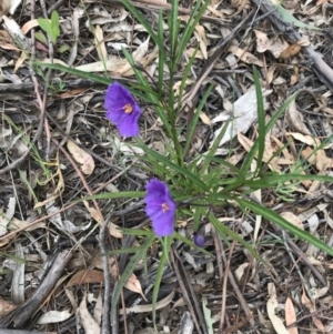 Solanum linearifolium at Hughes, ACT - 20 Oct 2021 01:42 PM