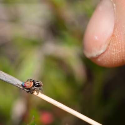 Maratus pavonis (Dunn's peacock spider) at Googong, NSW - 22 Oct 2021 by Wandiyali