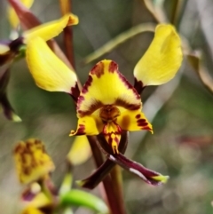 Diuris semilunulata (Late Leopard Orchid) at Cotter River, ACT - 21 Oct 2021 by RobG1