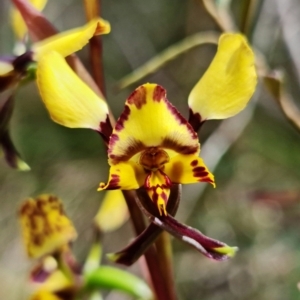 Diuris semilunulata at Cotter River, ACT - suppressed