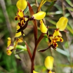 Diuris semilunulata at Cotter River, ACT - suppressed