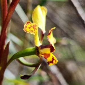 Diuris semilunulata at Cotter River, ACT - suppressed