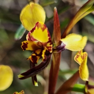 Diuris semilunulata at Cotter River, ACT - suppressed