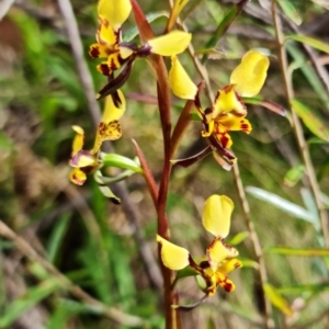 Diuris semilunulata at Cotter River, ACT - suppressed