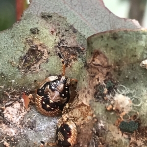 Anischys sp. (genus) at Hughes, ACT - 20 Oct 2021