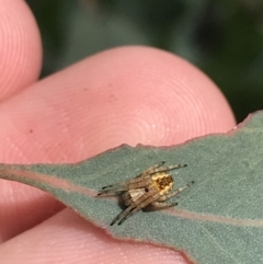 Araneus hamiltoni (Hamilton's Orb Weaver) at Hughes, ACT - 20 Oct 2021 by Tapirlord