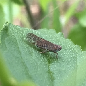 Cixiidae sp. (family) at Hughes, ACT - 20 Oct 2021 02:13 PM