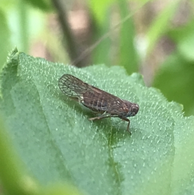 Cixiidae sp. (family) (Cixiid planthopper) at Hughes, ACT - 20 Oct 2021 by Tapirlord