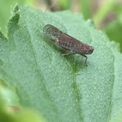 Cixiidae sp. (family) at Hughes, ACT - 20 Oct 2021 02:13 PM