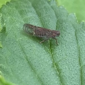 Cixiidae sp. (family) at Hughes, ACT - 20 Oct 2021 02:13 PM