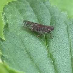 Cixiidae sp. (family) at Hughes, ACT - 20 Oct 2021 02:13 PM