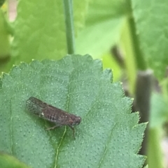 Cixiidae sp. (family) at Hughes, ACT - 20 Oct 2021 02:13 PM