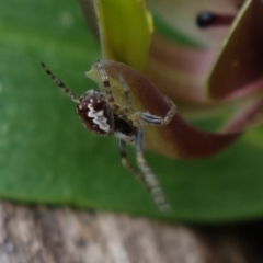 Araneinae (subfamily) (Orb weaver) at Cotter River, ACT - 21 Oct 2021 by RobG1