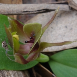 Araneinae (subfamily) at Cotter River, ACT - 21 Oct 2021