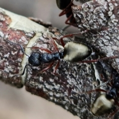 Dolichoderus scabridus (Dolly ant) at Bimberi Nature Reserve - 21 Oct 2021 by RobG1