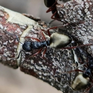 Dolichoderus scabridus at Brindabella, NSW - 21 Oct 2021