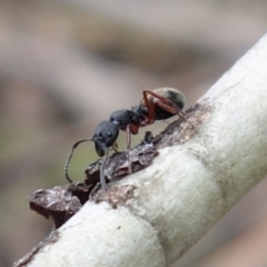 Dolichoderus scabridus at Brindabella, NSW - 21 Oct 2021