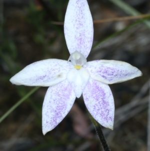 Glossodia major at Acton, ACT - suppressed