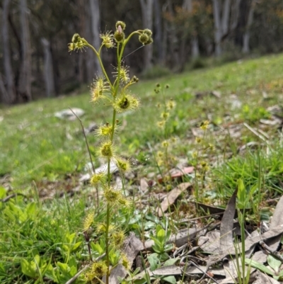 Drosera gunniana (Pale Sundew) at Currawang, NSW - 22 Oct 2021 by camcols