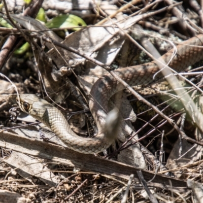 Demansia psammophis (Yellow-faced Whipsnake) at Bullen Range - 22 Oct 2021 by SWishart