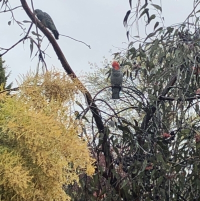 Callocephalon fimbriatum (Gang-gang Cockatoo) at Ainslie, ACT - 29 Sep 2021 by LeeAinslie