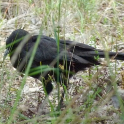 Corcorax melanorhamphos (White-winged Chough) at Queanbeyan West, NSW - 21 Oct 2021 by Paul4K