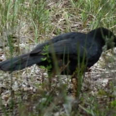 Corcorax melanorhamphos at Queanbeyan West, NSW - 22 Oct 2021