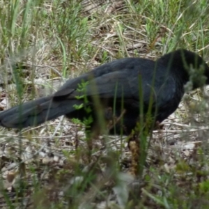 Corcorax melanorhamphos at Queanbeyan West, NSW - 22 Oct 2021