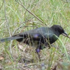 Corcorax melanorhamphos at Queanbeyan West, NSW - 22 Oct 2021 10:27 AM