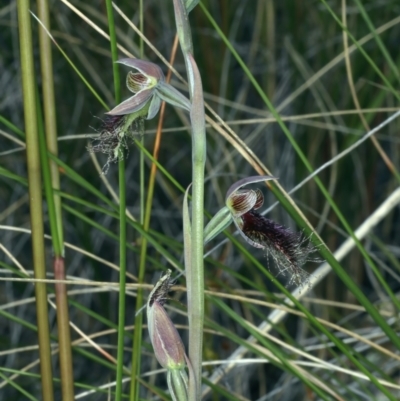 Calochilus platychilus (Purple Beard Orchid) at Bruce, ACT - 18 Oct 2021 by jb2602