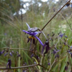 Dianella revoluta at Queanbeyan West, NSW - 22 Oct 2021