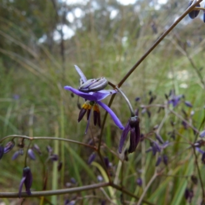 Dianella revoluta (Black-Anther Flax Lily) at Bicentennial Park - 21 Oct 2021 by Paul4K