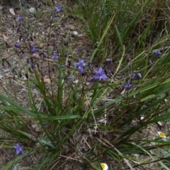 Dianella revoluta at Queanbeyan West, NSW - 22 Oct 2021 10:27 AM