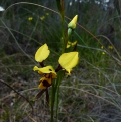 Diuris sulphurea (Tiger Orchid) at Bicentennial Park - 21 Oct 2021 by Paul4K