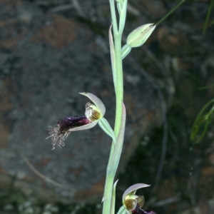 Calochilus platychilus at Molonglo Valley, ACT - suppressed