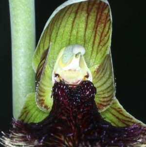 Calochilus platychilus at Molonglo Valley, ACT - suppressed