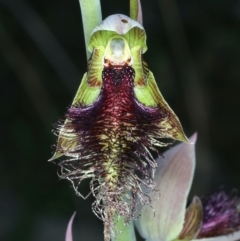 Calochilus platychilus at Molonglo Valley, ACT - suppressed