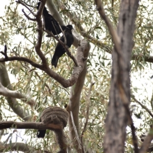 Corcorax melanorhamphos at Currawang, NSW - 22 Oct 2021