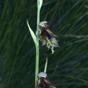 Calochilus platychilus at Molonglo Valley, ACT - suppressed