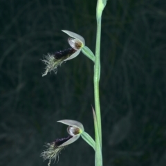 Calochilus platychilus at Molonglo Valley, ACT - suppressed