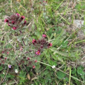 Parentucellia latifolia at Kambah, ACT - 21 Oct 2021 01:40 PM