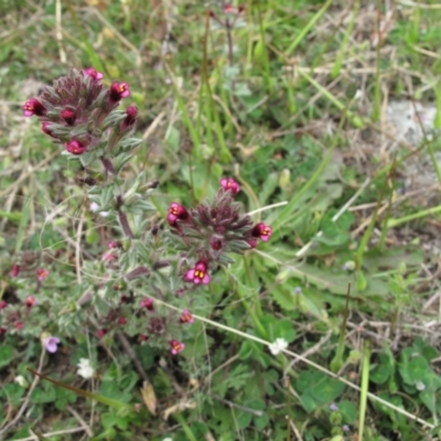 Parentucellia latifolia (Red Bartsia) at Mount Taylor - 21 Oct 2021 by BarrieR