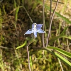 Thelymitra sp. (pauciflora complex) at West Wodonga, VIC - 21 Oct 2021 by ChrisAllen