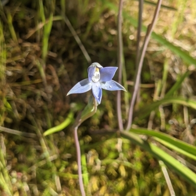 Thelymitra sp. (pauciflora complex) at West Wodonga, VIC - 21 Oct 2021 by ChrisAllen