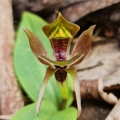 Chiloglottis valida (Large Bird Orchid) at Brindabella, NSW - 20 Oct 2021 by RobG1