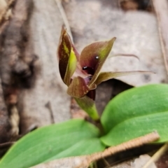 Chiloglottis valida at Brindabella, NSW - suppressed